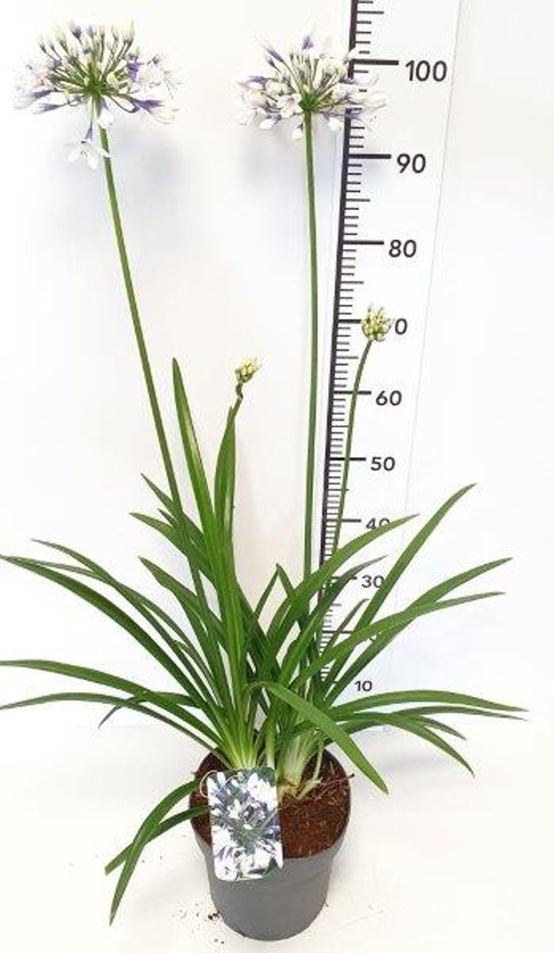 Agapanthus Twister - C5